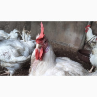 Big Broiler Chickens - 5 Months Old (6-7kg)