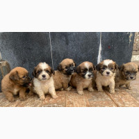 Adorable 0-1 month Female Purebred Lhasa Apso Puppy