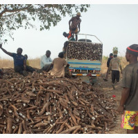 Cassava Harvest