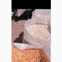 Fresh Raw White Corn