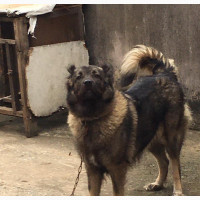 Female Purebred Caucasian Shepherd - 1+ Year Old
