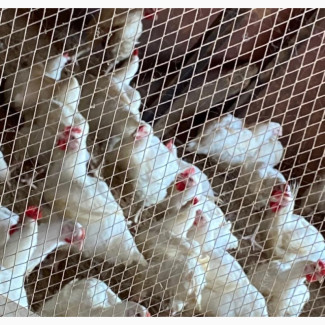 Healthy Antibiotic-Free Free-Range Broilers for Sale - Limited Stock Available!