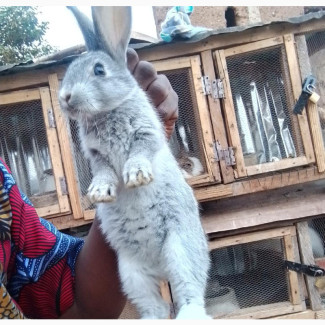 American Chinchilla/Havana 4 Sale