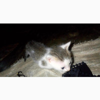 1-3 months Female Mixed Breed Tabby