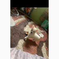 American Eskimo Mixed Breed Male Puppy 1-3 Months Old