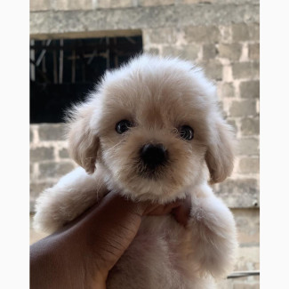 Lhasa Apso Puppy Available in Lagos
