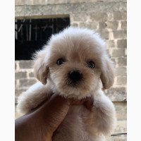 Lhasa Apso Puppy Available in Lagos