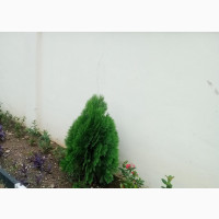 Cone)Thuja Plants for Spotted Hedges for Home, Malls Etc