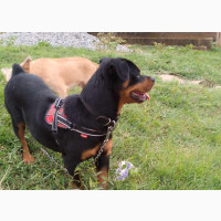 Male Purebred Rottweiler - 1-3 months old