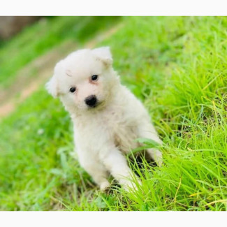 Female American Eskimo Puppy (1-3 Months)