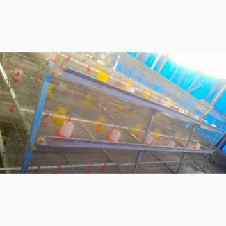 A-Shape Broiler Brooding/Rearing Cage