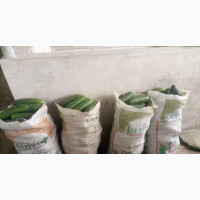 Farmer Wanted Urgently - IJIBI FARM