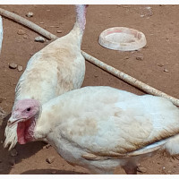 Broilers, Cockerels and Turkeys for Sale