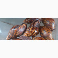 Handpicked Bush Snails - Authentic African Delicacy