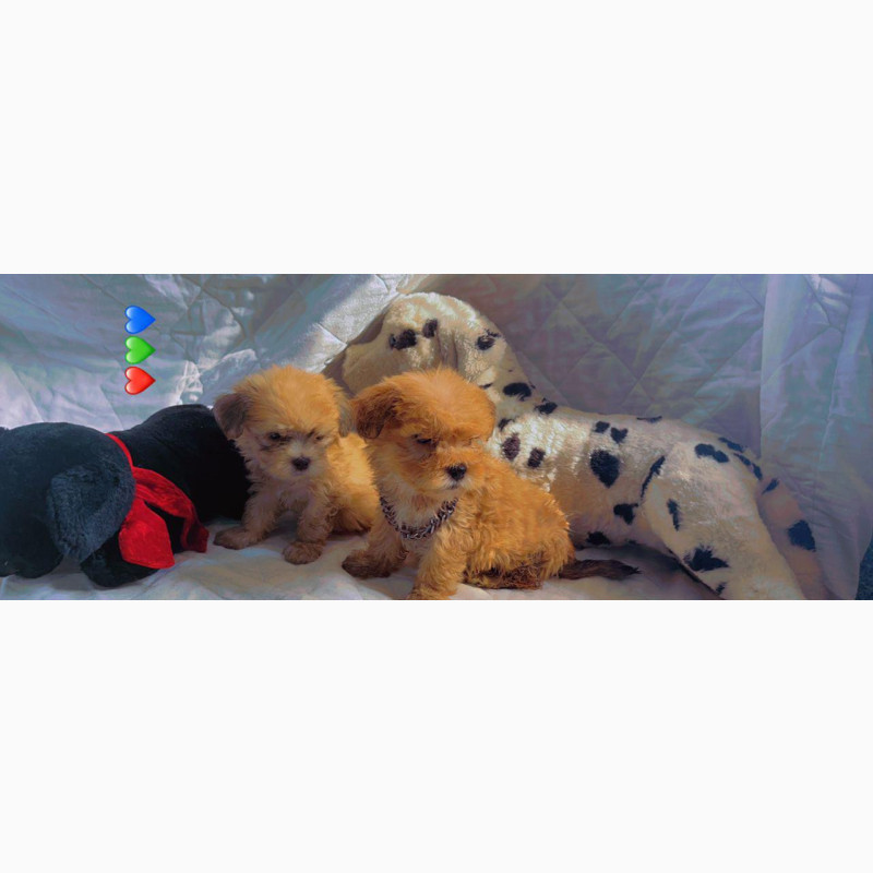 Фото 1/1. Fluffy and Adorable Female Lhasa Apso Puppy for Sale