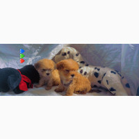 Fluffy and Adorable Female Lhasa Apso Puppy for Sale