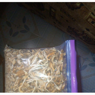 Fresh White Oyster Mushrooms