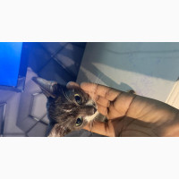 1-3 months Male Purebred Turkish Angora