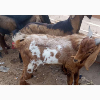 Freshly Killed Goat Meat Available