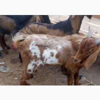Freshly Killed Goat Meat Available