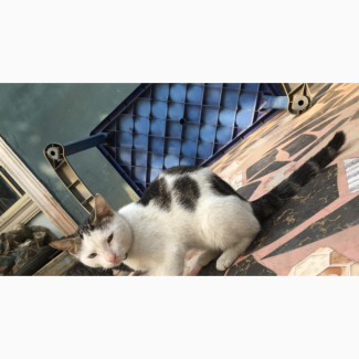 6-12 months Male Mixed Breed American Shorthair