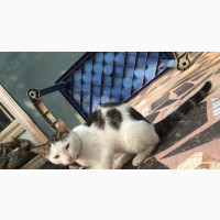 6-12 months Male Mixed Breed American Shorthair