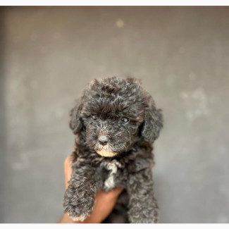 1-3 months Female Purebred Poodle