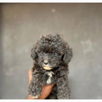 1-3 months Female Purebred Poodle