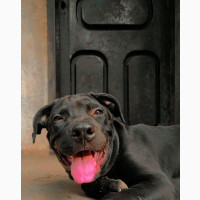 3-6 months Male Mixed Breed American Pit Bull Terrier