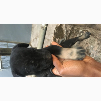 0-1 month Male Purebred Boerboel