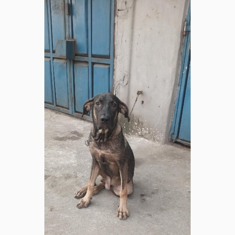 Фото 1/1. 6-12 months Male Mixed Breed Boerboel
