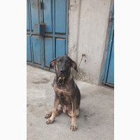 6-12 months Male Mixed Breed Boerboel
