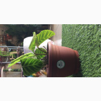 Calathea Zebrina Plant for Sale