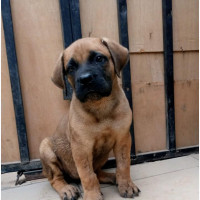 Female Purebred Boerboel Puppy - Vaccinated and Dewormed