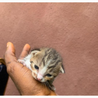0-1 month Female Purebred American Shorthair