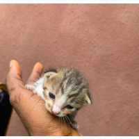 0-1 month Female Purebred American Shorthair