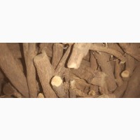 Licorice Root (Ladies Stick)