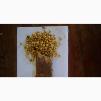 Acumen Feeds - Quality Poultry, Fish, Pigs, Ram Feeds