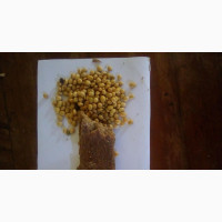 Acumen Feeds - Quality Poultry, Fish, Pigs, Ram Feeds