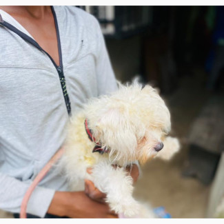Female Purebred Lhasa Apso - 6-12 months old