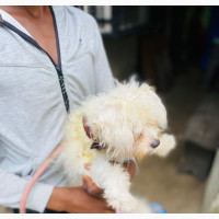 Female Purebred Lhasa Apso - 6-12 months old