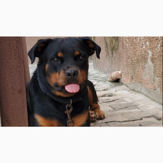 1+ Year Female Mixed Breed Rottweiler - Top Security Dog for Sale