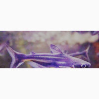 Pangasius Shark- Peaceful Aquarium Fish