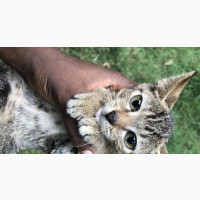 Female American Shorthair Kitten Available for Adoption