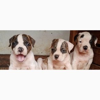 1-3 months Male Purebred American Bulldog