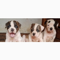 1-3 months Male Purebred American Bulldog