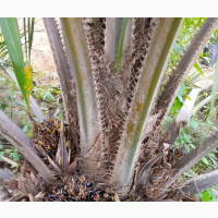 Super Gene Seeds and Seedlings for Grab