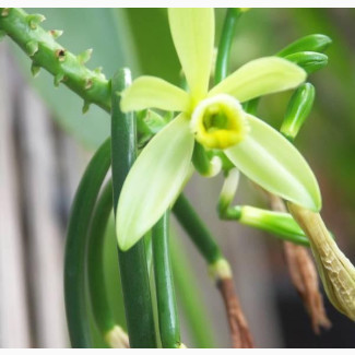 Vanilla Vines Available