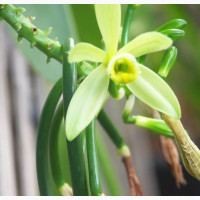 Vanilla Vines Available