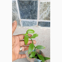 Vanilla Vines Available